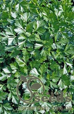 Петрушка листова 