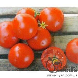 Томат «Отранто» F1 1000 семена Нунемс (Nunhems)