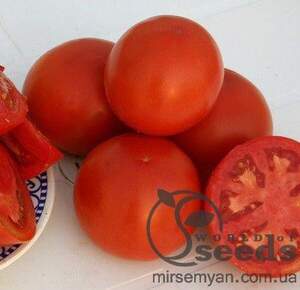 Томат «Шеді Леді» F1 1000 семена Нунемс (Nunhems) Нідерланди