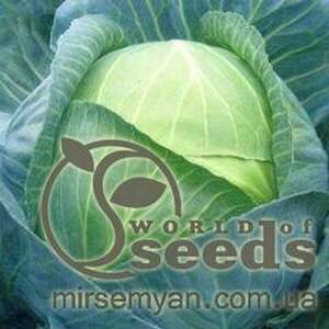 Капуста білокачанна для заощадження 