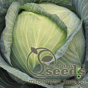 Капуста білокачанна пізня 