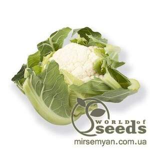 Капуста цвітна середньостигла «Церсі» F1 1000 с. Рік Цваан, (Rijk Zwaan)