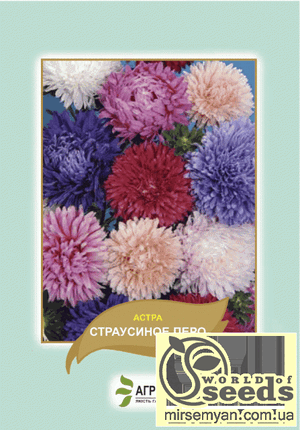 Астра Астра