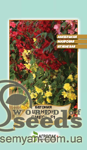 Бегонія ампельна махрова 
