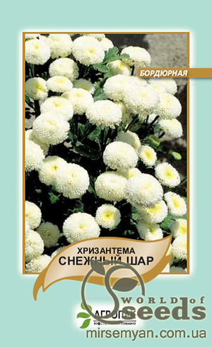Насіння хризантеми Насіння хризантеми