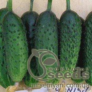 Огурец «Монисия» F1 1000 семян, Семинис, (Seminis) Огурец «Монисия» F1 1000 семян, Семинис, (Seminis)