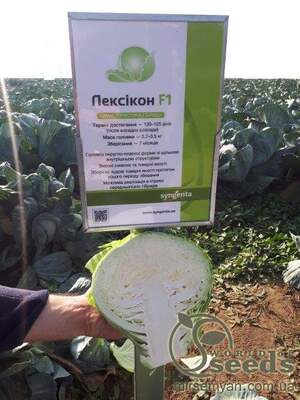 Насіння капусти Насіння капусти