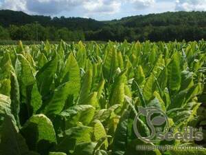 Насіння тютюну Берлі (Burley) курильний, 1 гр Насіння тютюну Берлі (Burley) курильний, 1 гр