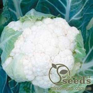 Капуста цвітна Корлану F1 2500 нас.  (Syngenta)