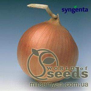 Цибуля Бурса F1 250 000 нас. (Syngenta)