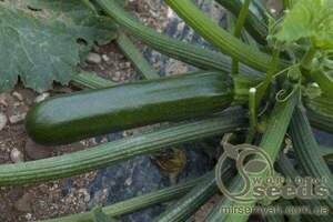 Кабачок «Супремо» F1 1000 насінин, Syngenta Кабачок «Супремо» F1 1000 насінин, Syngenta