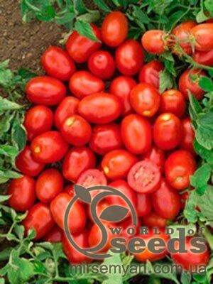 Томат «Кендрас» F1 1000 семена Нунемс (Nunhems) Томат «Кендрас» F1 1000 семена Нунемс (Nunhems)