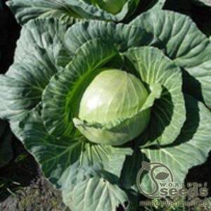 Капуста білокачанна Капуста білокачанна