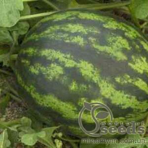 Кавун ранній 