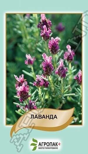 Лаванда – 0,1 грам Лаванда – 0,1 грам