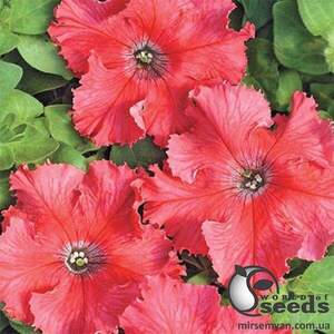 Петунія великоквіткова бахромчаста низькоросла Афродіта F1, лососева - 50 насінин,