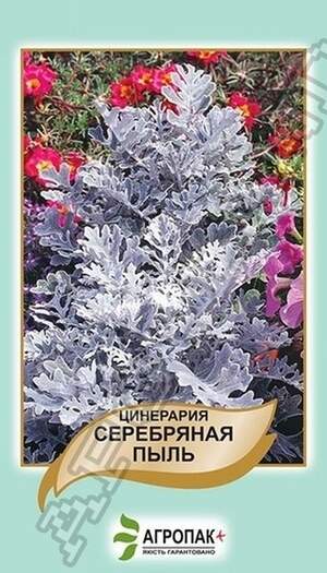 Цинерарія Срібний пил – 0,1 грам Цинерарія Срібний пил – 0,1 грам