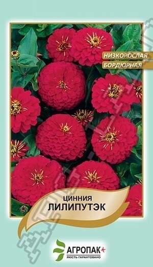 Ціннія витончена Ліліпутек, червона - 0,2 грами Ціннія витончена Ліліпутек, червона - 0,2 грами