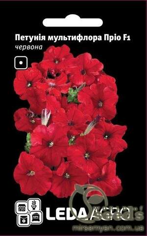 Петунія мультифлора 