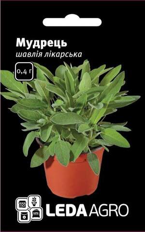 Шавлія лікарська Шавлія лікарська
