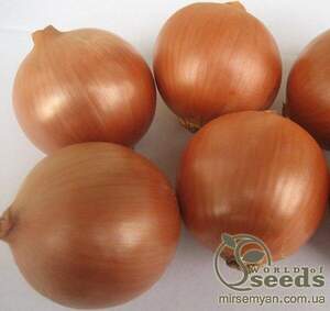 Сандра F1 (SANDRA F1) 250 000 с. Cora Seeds Сандра F1 (SANDRA F1) 250 000 с. Cora Seeds