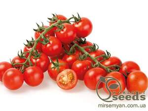 Томат Томат