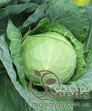 Капуста білокачанна Мегатон F1 - 2500 насінин (Bejo Zaden) Капуста білокачанна Мегатон F1 - 2500 насінин (Bejo Zaden)