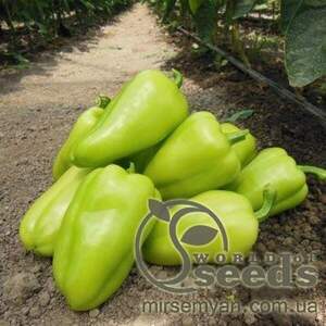 Перець Перець