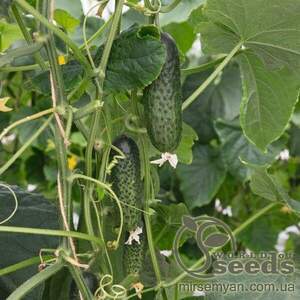 Огірок «Атік» F1 250 с. Бейо (Bejo) Огірок «Атік» F1 250 с. Бейо (Bejo)