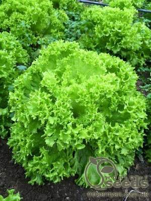 Салат Салат