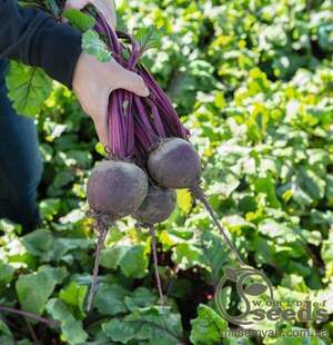Буряк столовий Бохан F1 10 000 нас. (Bejo) Буряк столовий Бохан F1 10 000 нас. (Bejo)