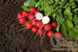 Редис 