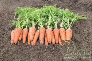 Морква Кесена F1 (2,2-2,4 мм) 100 000 с. Бейо (Bejo)