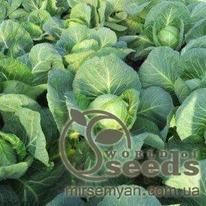 Капуста білокачанна Легат F1 - 1000 насінин Клоз, (Clause) Капуста білокачанна Легат F1 - 1000 насінин Клоз, (Clause)