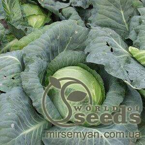 Капуста білокачанна Кубок 2500 насінин Клоз, (Clause) Капуста білокачанна Кубок 2500 насінин Клоз, (Clause)