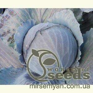 Капуста червонокачанна «Редська» F1 1000 с. Клоз (Clause) Капуста червонокачанна «Редська» F1 1000 с. Клоз (Clause)