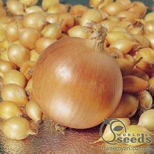 Цибуля саджанка Штутті / Shtutti  1 кг  (Netherlands)