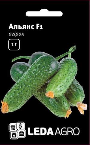 Огірок Огірок