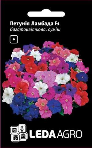 Петунія 