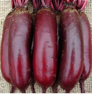 Буряк Карилон (3,5-4,25) 25 000 насінин (Rijk Zwaan)