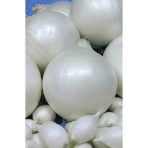 Цибуля саджанка Сноубол / Snowball 0,5 кг (Nederland) Цибуля саджанка Сноубол / Snowball 0,5 кг (Nederland)