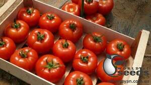 Насіння томату 