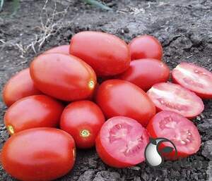 Насіння томату 