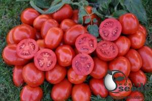 Насіння томату 