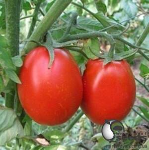 Томат 