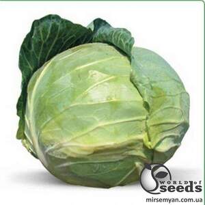 Капуста білокачанна 