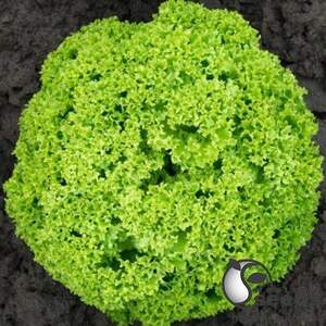 Салат Біондонна/Biondonna 5000 нас. Бейо (Bejo)