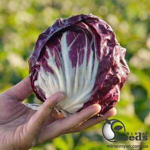 Насіння цикорію салатного качанного 