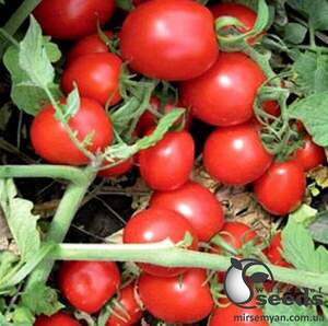 Томат Перфектпіл F1 100 сем., Л