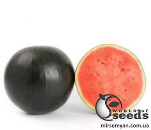Насіння кавуна Конгуїта F1 1000 с. Rijk Zwaan